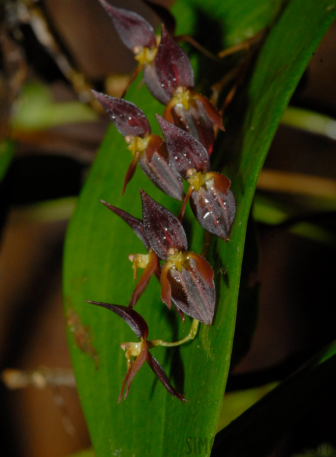 Pleurothallis rowleei [105 mm, 1/60 Sek. bei f / 20, ISO 400]